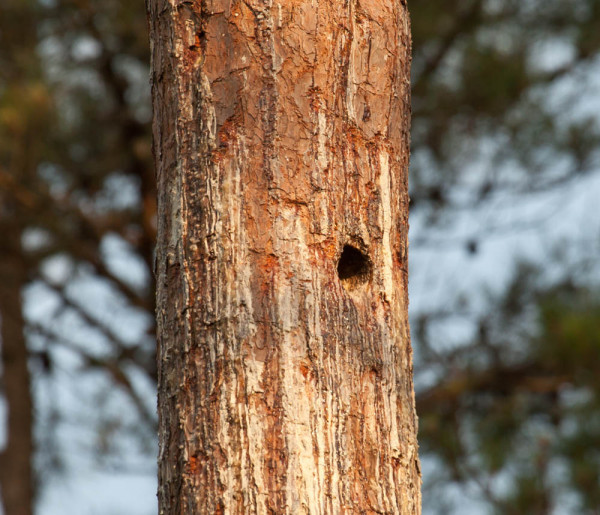 Red-cockaded woodpecker (RCW) cavity moments after a bird exited during the morning survey. RCWs drill resin wells around cavity entrances to deter predators with the flowing sap. Photo by Bryan Watts.