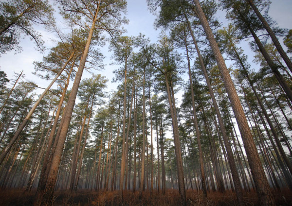The Piney Grove Preserve at early morning. The old-growth pine preserve is maintained as ideal habitat for red-cockaded woodpeckers with prescribed fire to maintain an open, low understory. Photo by Bryan Watts.