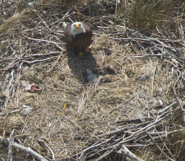 Adult bald eagle standing on the ground and shading 10-day-old young in a nest built within the dunes of Little Cobb Island. The bird is looking up at the survey crew as we fly overhead. Photo by Bryan Watts.