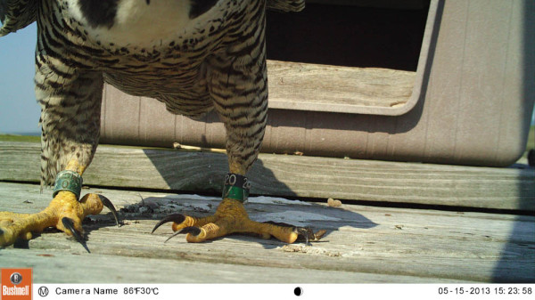 Adult female falcon stands on a nest tower on the Eastern Shore and is caught by a camera trap.