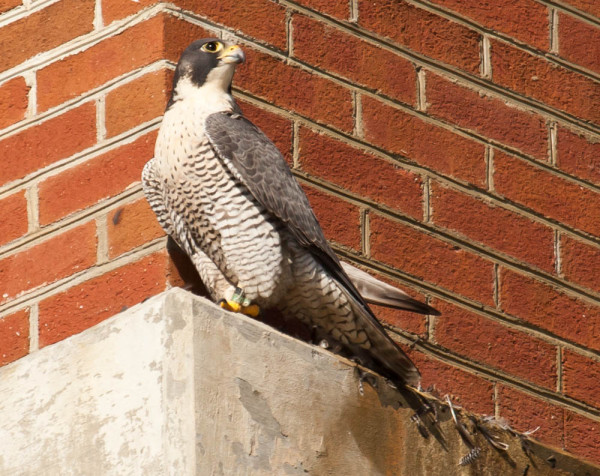 Adult female falcon that is currently nesting on a bridge near West Point, Virginia. This female was originally banded 86 km away as a nestling on the Eastern Shore of Virginia. Photo by Bryan Watts.