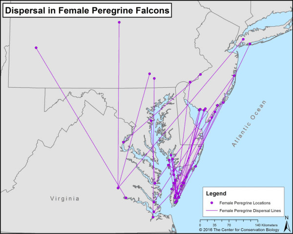 Dispersal events by female peregrine falcons either banded or nesting in Virginia. Data from CCB.