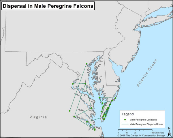 Dispersal events by male peregrine falcons wither banded or nesting in Virginia. Data from CCB.