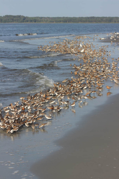 A mixed shorebird flock (red knots, dunlin, and sanderlings) foraging at high tide. Photo by Hillary Thompson.