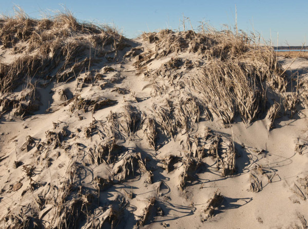 A section of dune that was sand blasted with wet sand during winter storm Jonas, burying and matting down much of the dune grass. Photo by Bryan Watts.