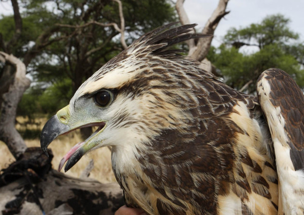 A young eagle on banding day. The solitary crowned eagle produces only a single young per year. Photo by Bart Paxton.