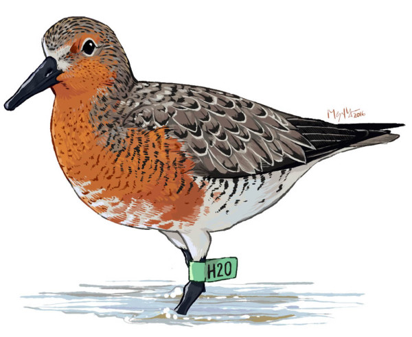 Illustration of a tagged red knot. Drawn by Megan Massa.
