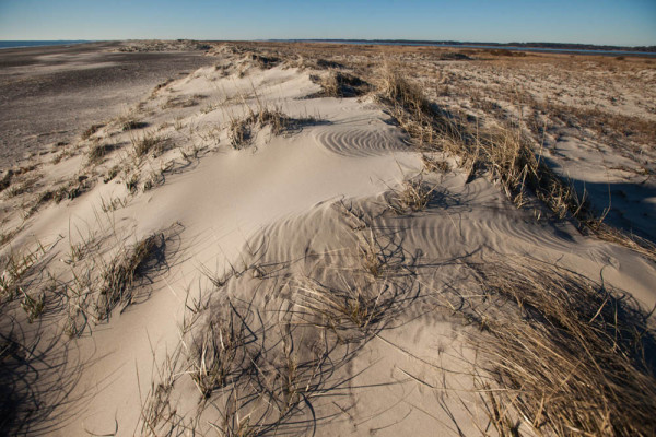 Looking south down the primary dune line. To the left is the active beach zone of the island. To the right is the hind-dune grassland that represents the typical habitat used by the Ipswich sparrow in winter. Photo by Bryan Watts.