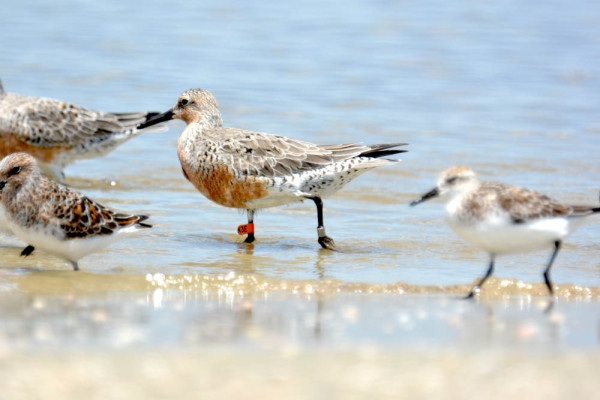 Red knot tagged in Argentina. Photo by Perri Rothemich.