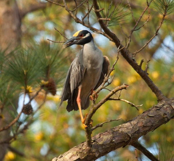 A male yellow-crowned night heron collects nesting material in March within a Norfolk, Virginia colony. The bird has returned and initiated courtship more than three weeks earlier compared to the 1960s. Like many herons, the legs of breeding adults change to a bright coral as they come into breeding condition. Photo by Bryan Watts.