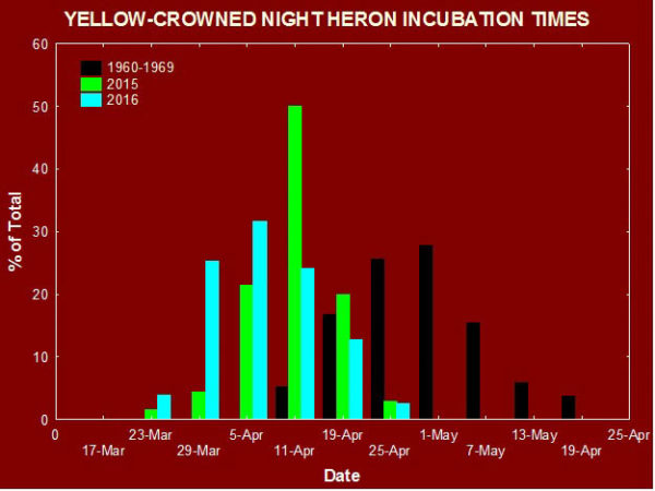 Comparison of yellow-crowned night heron incubation dates in 2015, 2016, and the 1960s in Tidewater Virginia. Yellow-crowns are arriving earlier and laying eggs earlier compared to the 1960s. Data from CCB.