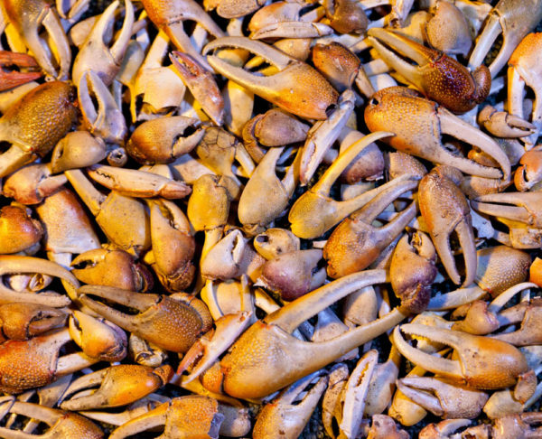 Crab claws collected under yellow-crowned night heron nests in Norfolk, Virginia. The most numerous claws are from the mud fiddler (long claws with smooth surfaces), the red-jointed fiddler (long claws with rough surfaces), and the white-fingered mud crab (short and rounded claws). Others in the collection include small blue crabs and toad crabs. Photo by Bryan Watts.