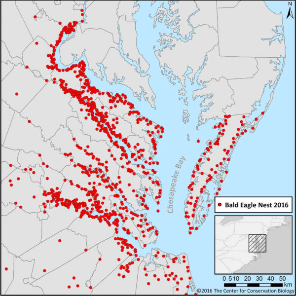 Map of the Virginia bald eagle breeding population in 2016. The population has increased 50 fold since the DDT low. Survey data from The Center for
