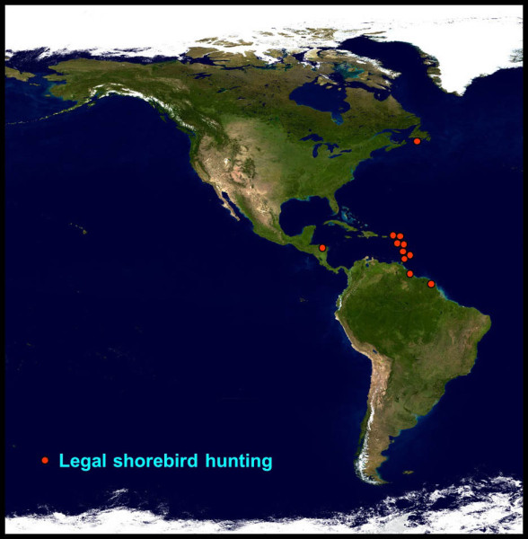 Map of the Western Hemisphere highlighting jurisdictions with hunting policies that currently allow the harvest of most shorebird species. Legal hunting is currently concentrated within the Lesser Antilles.