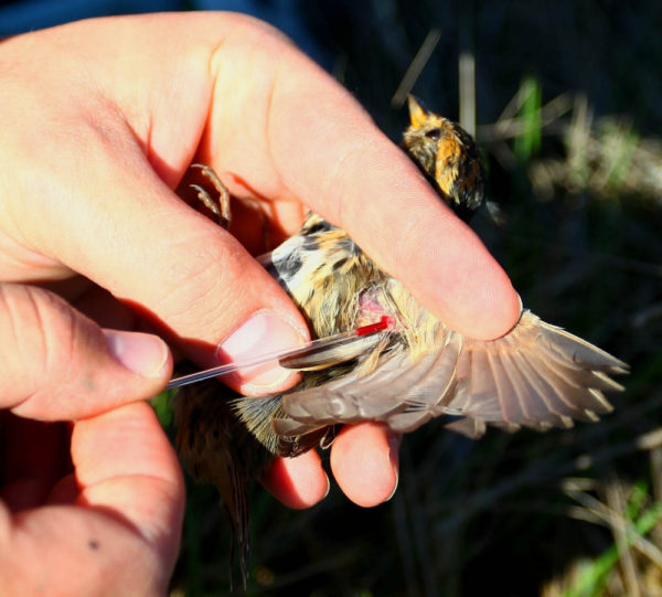 A capillary tube is used to collect a small blood sample from a saltmarsh sparrow. This sample was tested for mercury in Dan Cristol’s lab at the College of William and Mary. Photo by Bryan Watts.