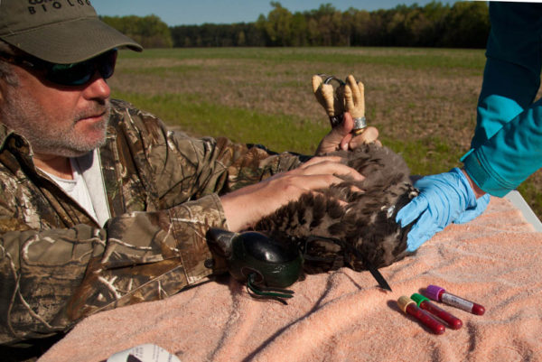 Bart Paxton holds a young eagle on an examining table near Jamestown Island after Marie Pitts collected blood samples. The bird is included in a National Park Service study to assess contaminant exposure in the Chesapeake Bay. Photo by Bryan Watts.