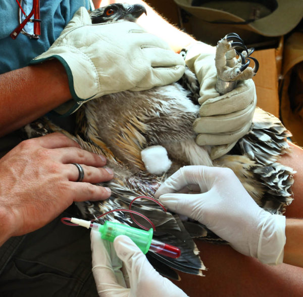 Libby Mojica draws a blood sample from an osprey on the James River as part of a stable isotope study to investigate diet. Photo by Bryan Watts.
