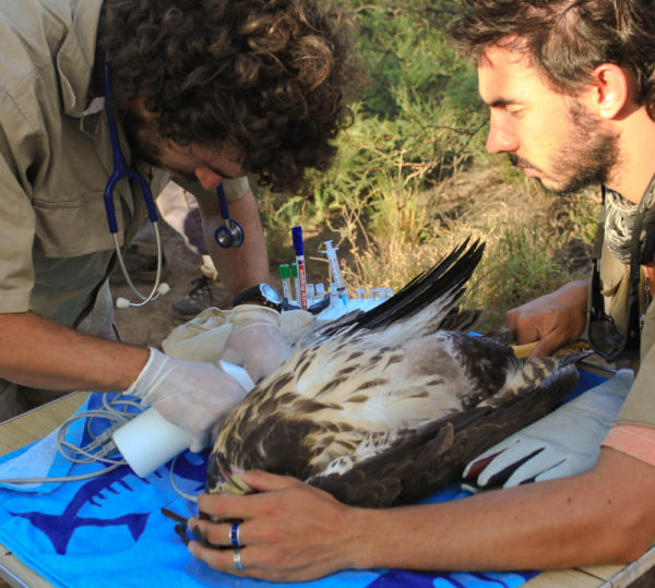 Preparing to collect a blood sample from a solitary crowned eagle in Argentina. The sample was used for a full workup to better characterize blood in this rare species. Photo by Bryan Watts.