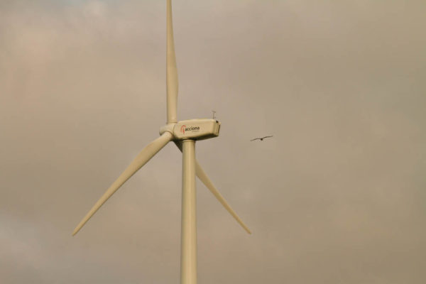 An osprey flies close to a wind turbine in eastern Canada. Placing turbines away from major flight lines is a key strategy to reduce raptor mortality. Photo by Bryan Watts.