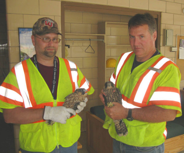 Dave Kurtich and Robert Hewitt handling young peregrines that were pulled from the Berkley Bridge in Norfolk, Virginia to be transported for release in Shenandoah National Park. ccbpc-16-139