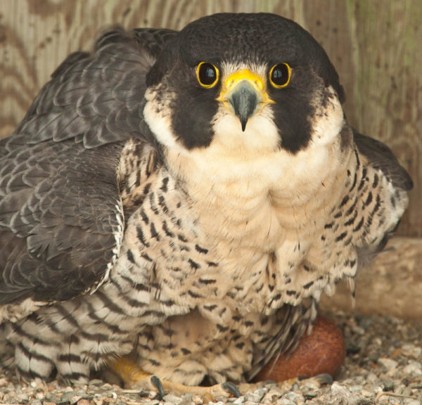 Female peregrine protecting her clutch on the James River Bridge in Virginia. Photo by Bryan Watts.