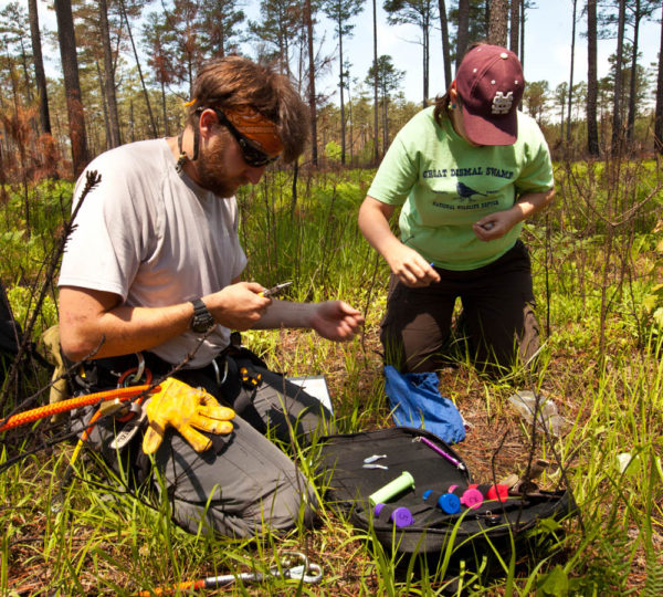 Mark Pavloskiy (left) and Kelly Morris (right) process a brood of woodpeckers within the Piney Grove Preserve. Marking individual woodpeckers with color bands allows individuals to be tracked through time within the preserve. Photo by Bryan Watts.