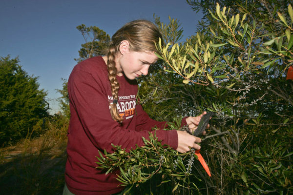 Sarah Rosche counts bayberry fruits to be used to calculate consumption rate. Photo by Bart Paxton.