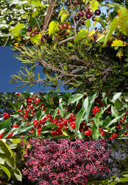 Selected fruit species used during the fall by passerine migrants on the Lower Delmarva Peninsula. Included (top to bottom) are fox grapes, bayberry, autumn olive, and devil’s walkingstick. Photo by Bart Paxton.