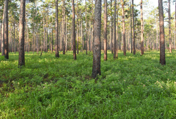 Typical pine savannah habitat used by chuck-will’s widow in the southeastern United States. The fire-maintained, open, park-like habitat seems to be preferred. Photo by Bryan Watts.