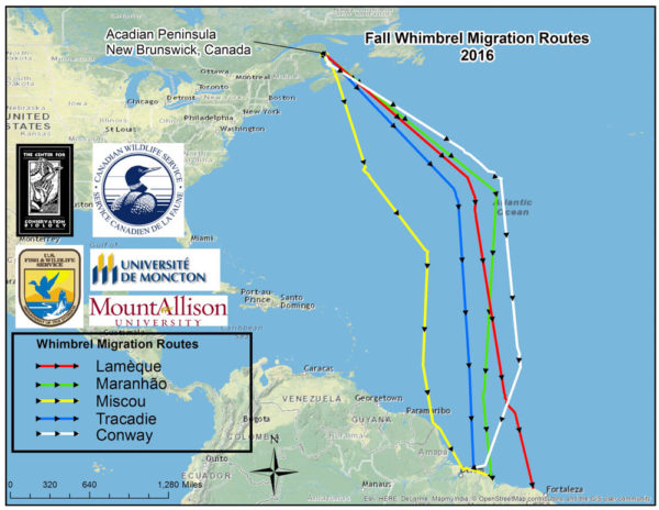 Migration routes of whimbrels tagged on the Acadian Peninsula, New Brunswick, Canada. Data from CCB.
