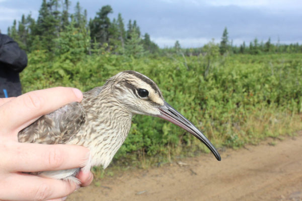 Whimbrel ready to be released. Photo by Fletcher Smith.