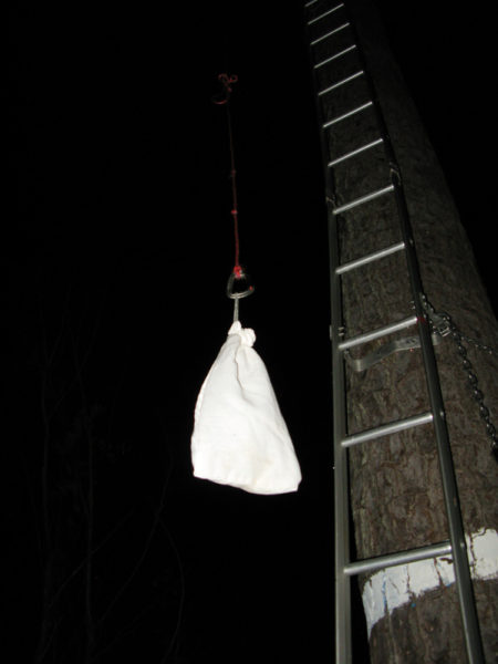 Bird in a bag is pulled up to be placed in an artificial cavity for release at dawn. Photo by Bryan Watts.