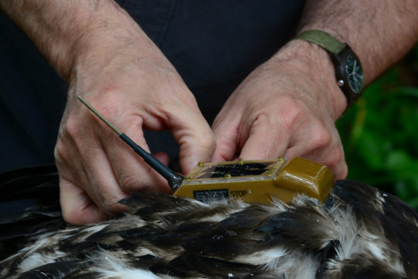 Bryan Watts adjusts the harness used to attach a solar-powered transmitter to a bald eagle near a military facility in Virginia. Photo by Reese Lukei, Jr.