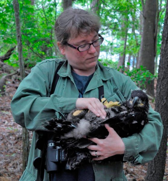Michael Wright from the Environmental Program Division of Naval Air Station Oceana holds a bald eagle nestling ready for banding. The division is responsible for wildlife management on DOD lands and made the eagle investigation possible. Photo by Reese Lukei, Jr.