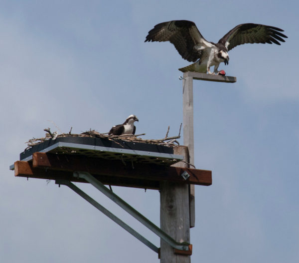 Pair of osprey on a beautiful platform early in the nesting season near Seattle, Washington. Photo courtesy of Ingrid Taylar.