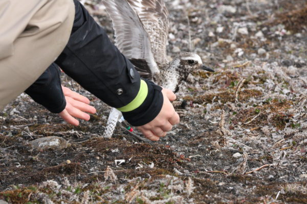 Satellite tagged black-bellied plover being released on breeding grounds in the High Arctic.  Photo by Fletcher Smith.