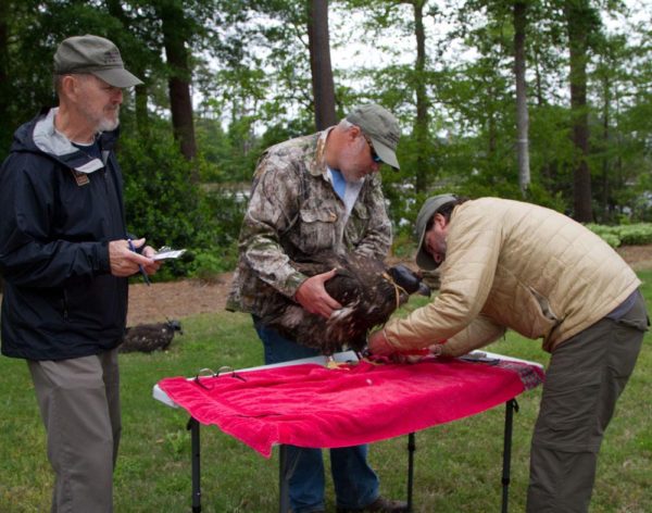 Reese Lukei records data as Bart Paxton holds and Bryan Watts measures and bands a young eagle near a military installation in coastal Virginia. Photo by Holly Smith.