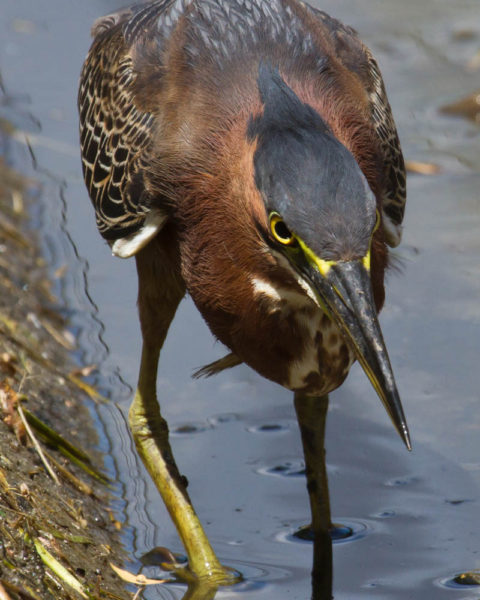 The green heron breeds widely throughout Virginia. Due to its scattered occurrence it represents one of the most difficult waterbirds to estimate population size. Photo by Bryan Watts.