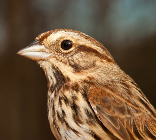 The song sparrow is an example of a common breeding species that is widely distributed across the state. Its song is a regular component of our daily soundscape in summer. Photo by Bryan Watts.