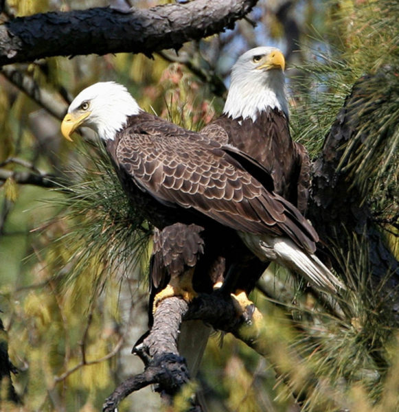 Gender Divide in Bald Eagles - The Center for Conservation Biology
