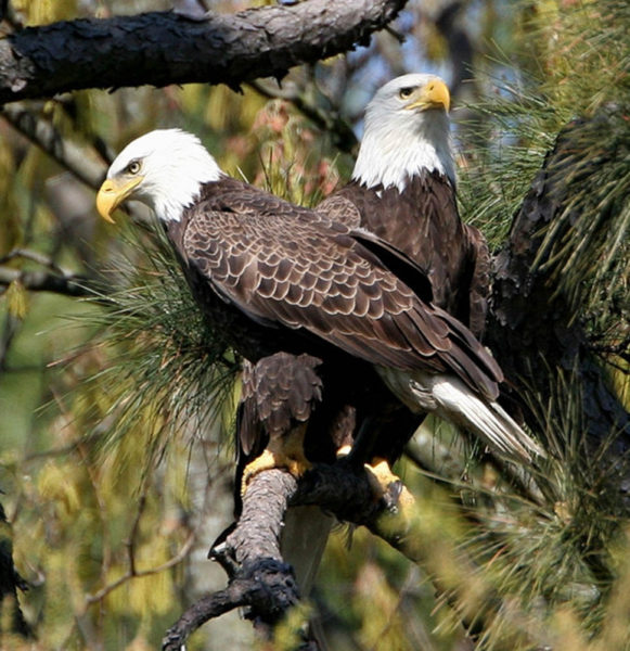 Gender Divide In Bald Eagles The Center For Conservation