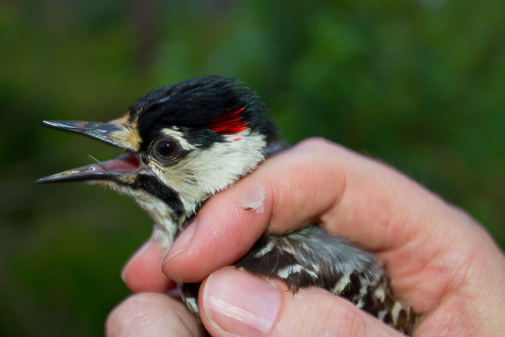 Male Red-cockaded Woodpecker – An adult, male Red-cockaded Woodpecker in the hand displaying the namesake patch of red feathers. One of the prominent field marks that distinguish this species from its close relatives the Downy and Hairy Woodpeckers in the white cheek patch that is clearly visible here.