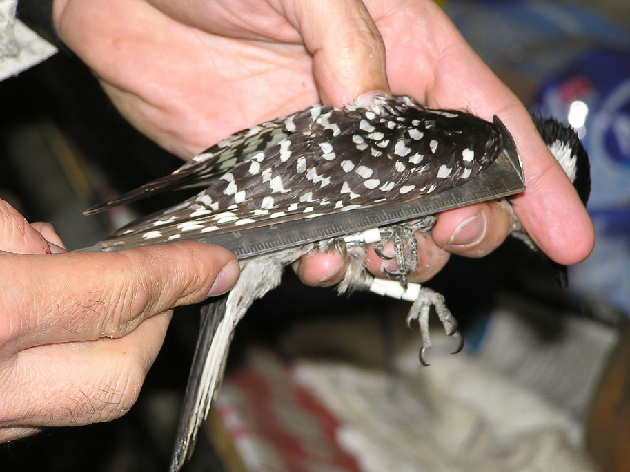 Measuring Red-cockaded Woodpecker Wing Length – A specially designed wing ruler is used to measure wing length in an adult Red-cockaded Woodpecker. This and other measurements are standard procedures when banding adults. When adults are handled on Piney Grove Preserve several measurements are taken including weight, tail length, tarsus length, bill length, and wing length.