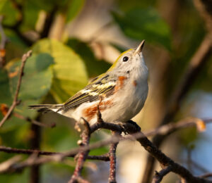 Fall Colors - Chestnut-sided Warbler