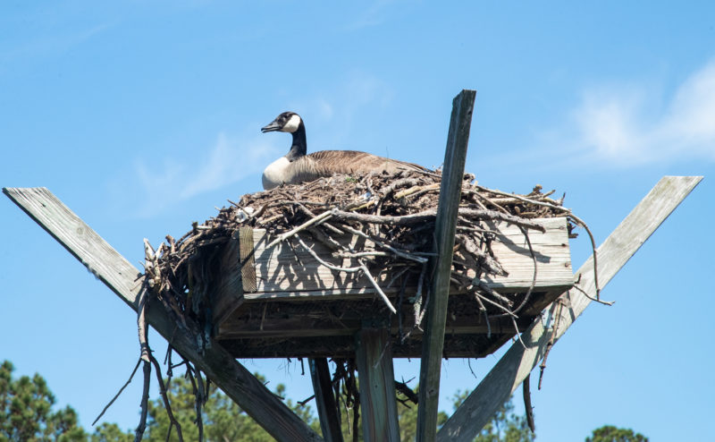 Resident Canada goose incubating on a private osprey platform. Homeowners around the Chesapeake Bay have erected thousands of osprey platforms and have made a significant contribution to the recovery of the population. The takeover of platforms by resident geese is an issue of growing dismay for homeowners. We appear to be reaching a tipping point in the interaction where some management intervention is warranted. Photo by Bryan Watts.