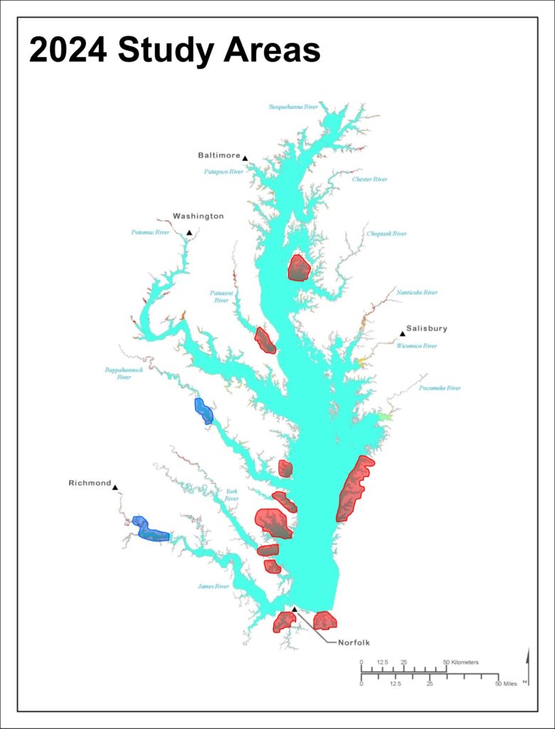 Map of osprey study areas used during the 2024 breeding season. More than 600 nests are being monitored within these study areas. The red shaded sites are positioned in waters with salinity >10 ppt. The blue shaded sites are positioned in tidal fresh waters for comparison. Data from CCB.