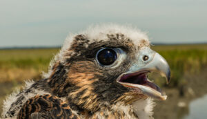 Peregrine Falcons at Upshers Neck - Young.