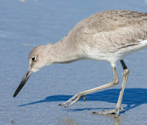 eNewsletter April 2026 - Willet