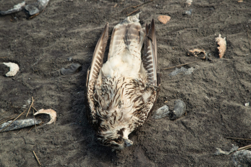 Dead subadult peregrine found in the nest box on Cobb Island during the spring of 2024. This bird likely died in the box during the winter of 2023-2024. Photo by Bryan Watts.