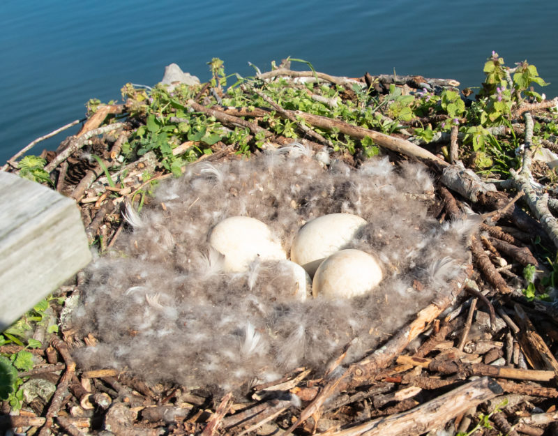 Clutch of resident Canada Goose on osprey platform in the lower Chesapeake Bay. Geese have a high reproductive potential. The most common clutch size observed in 2024 was 6 eggs. Photo by Bryan Watts.